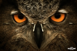 Optics Schilling: Owl