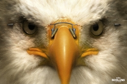 Optics Schilling: Eagle
