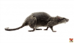 Aswin Rat Glue: Reversed legs