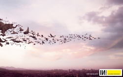 Influencia: Migration