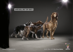World Dog Games: Who will be top dog?