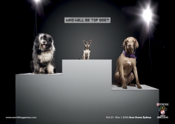 World Dog Games: Who will be top dog?