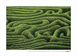 Ehsaas: Tea Estate