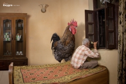 Exygra: Cock - Binocular