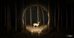 Energizer: Deer