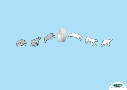 Polo:  Polar Bear