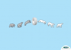 Polo: Polar Bear