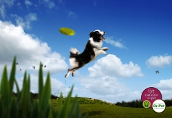 Dr. Pet: Frisbee