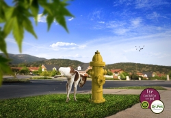 Dr. Pet: Hydrant