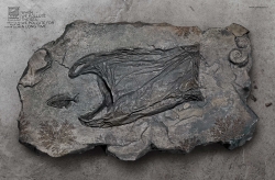 Surfrider Foundation: Fossil