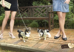 Calmdog: Same Top