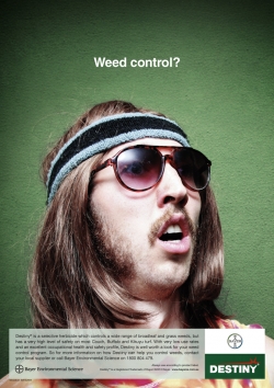 Destiny: Weed