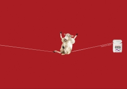Reach Dental Floss: Tightrope - Sheep