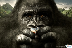 Florida Center (Shopping): Gorilla