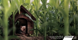 Prime TV:  Puppy