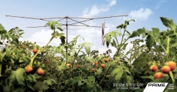Prime TV: Washing Line