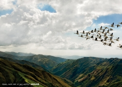 IBERIA: BIRDS