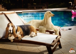 MARS PETFOOD / FROLIC: Pool