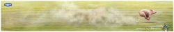 Activia: Activia Speeding Pig