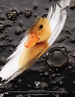 A Bird in the Hand Project: Duck
