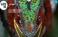 BBC Earth: Life is...