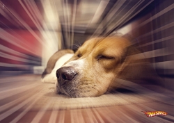 Hot Wheels: petz dog