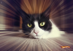 Hot Wheels: petz cat