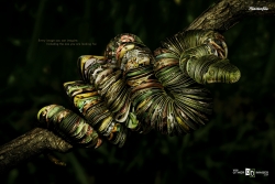 Other Images: Snake