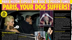 BURN! We burn celebrities!: BURN!: PARIS DOG´S SUFFER