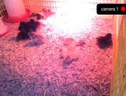 Orange: Predict-a-chick