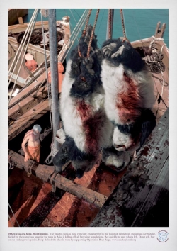 Sea Shepherd Conservation Society: Wharf