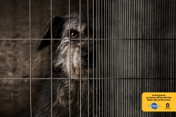 adoption drive: dog cage_1