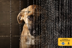 adoption drive: dog cage_2