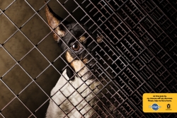 adoption drive: dog cage_3