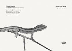 Land Rover: Coromandel Striped Gecko