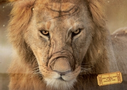 Nehru Zoological Park: Lion