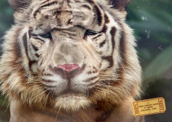 Nehru Zoological Park: Tiger