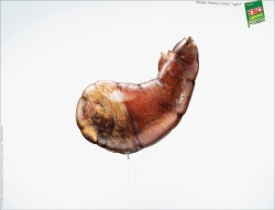 ENO: Food Balloon - Pig Knuckle